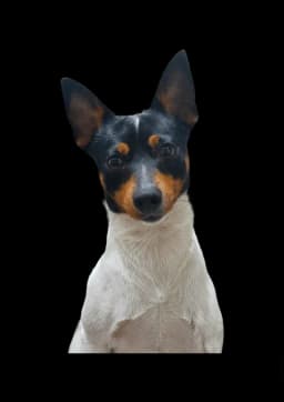 Advertisement