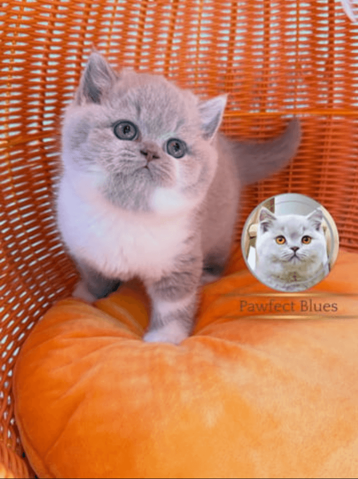 Pawfect Blues Kitten Available