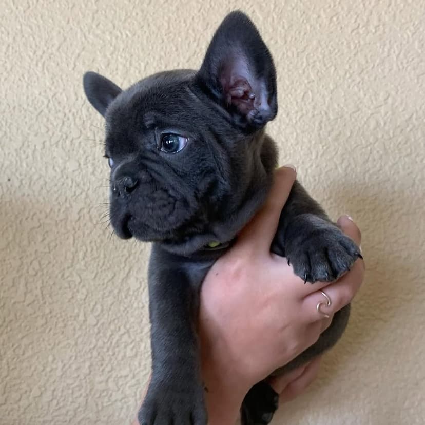 We have French Bulldog puppies