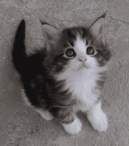 Ghostgum Maine Coons