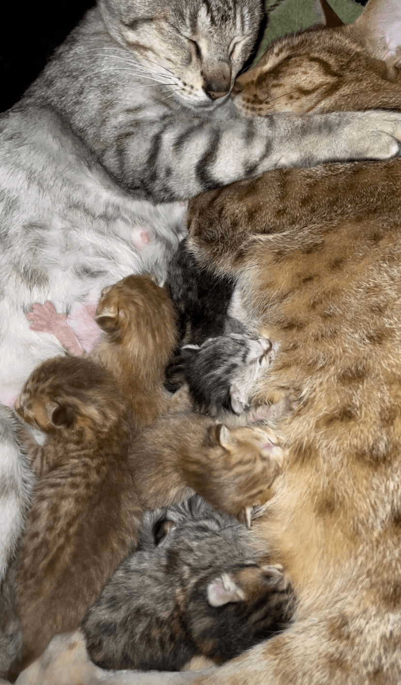 Jasmarez Ocicats