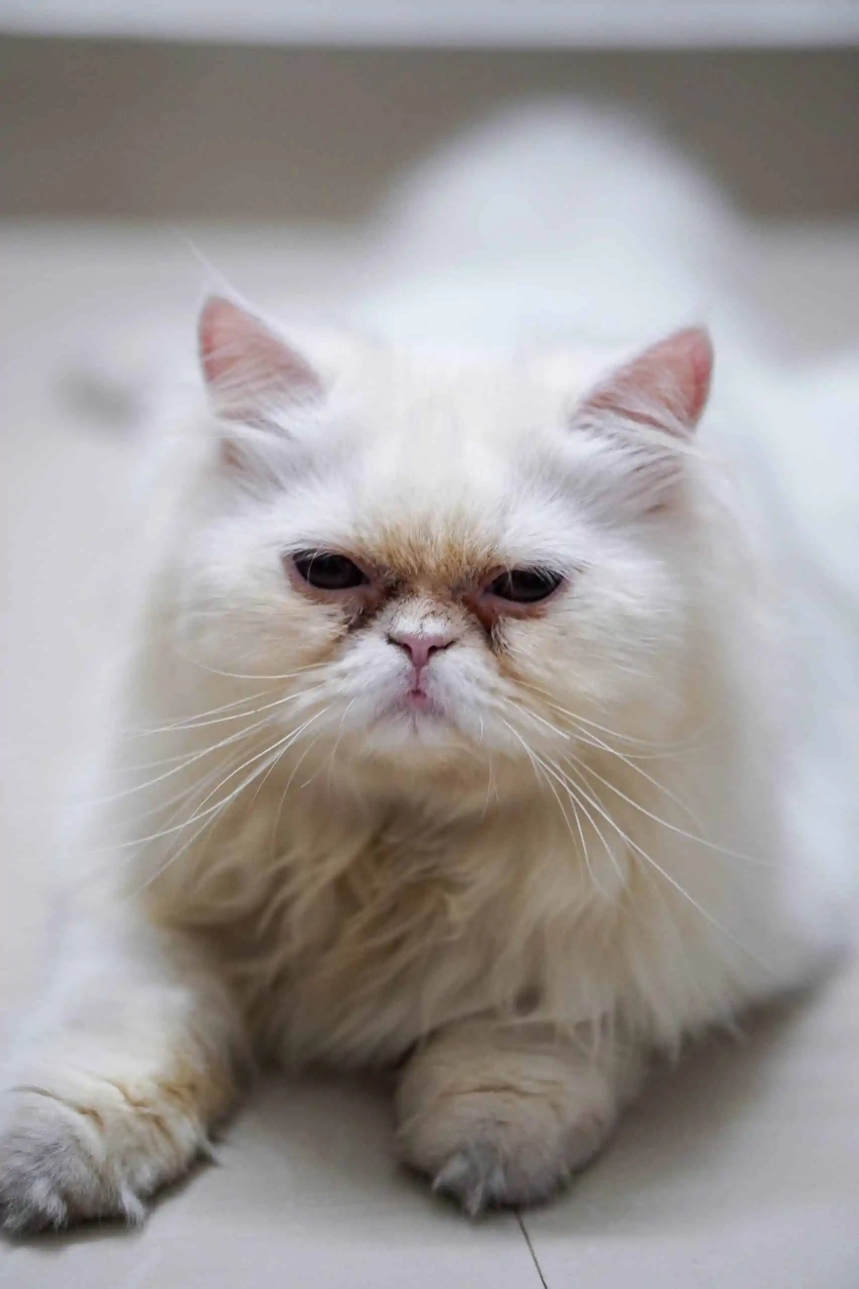 Conjunctivitis in Cats: Symptoms, Causes, and Care