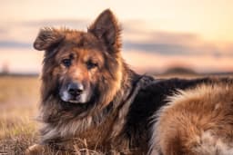 german-shepherd