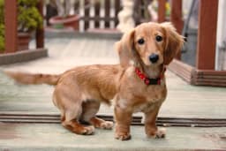 dachshund