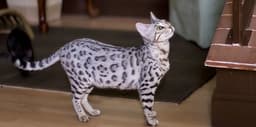 bengal