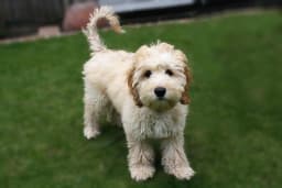 cockapoo