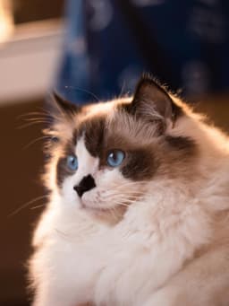 ragdoll