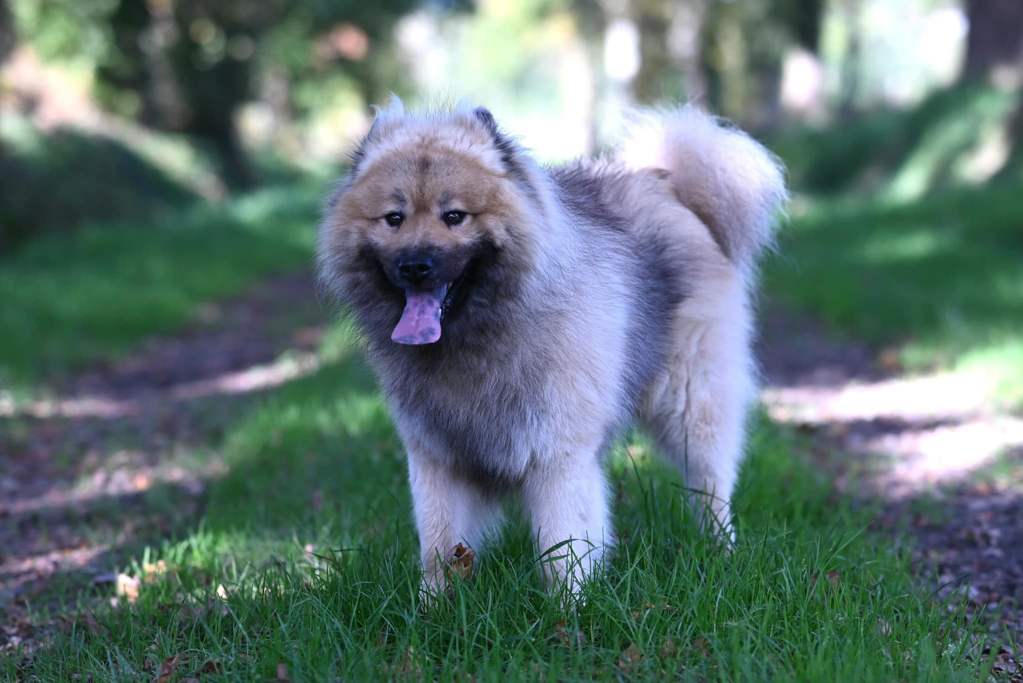 Eurasier