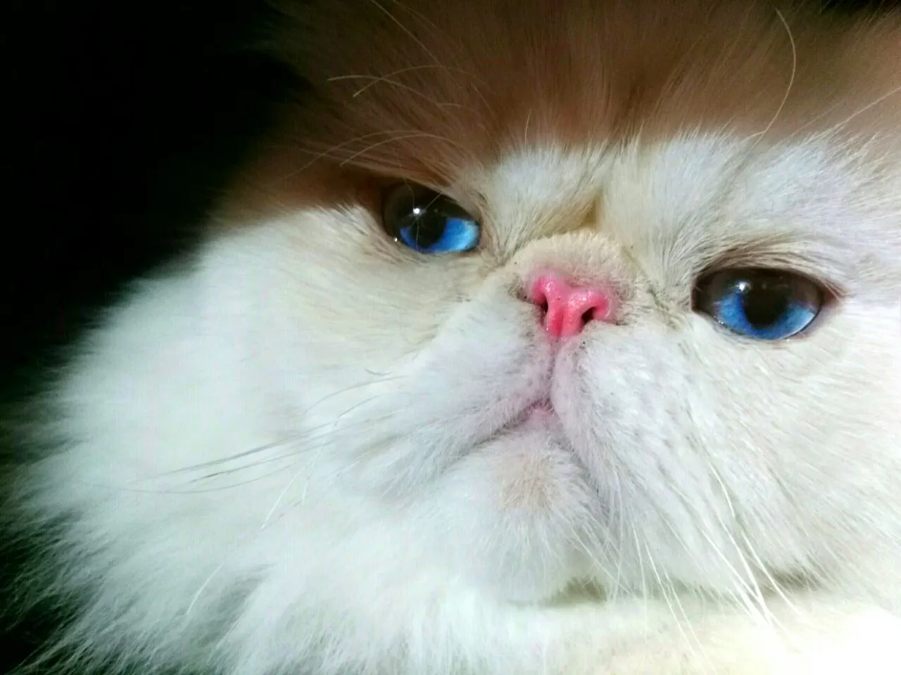 Himalayan