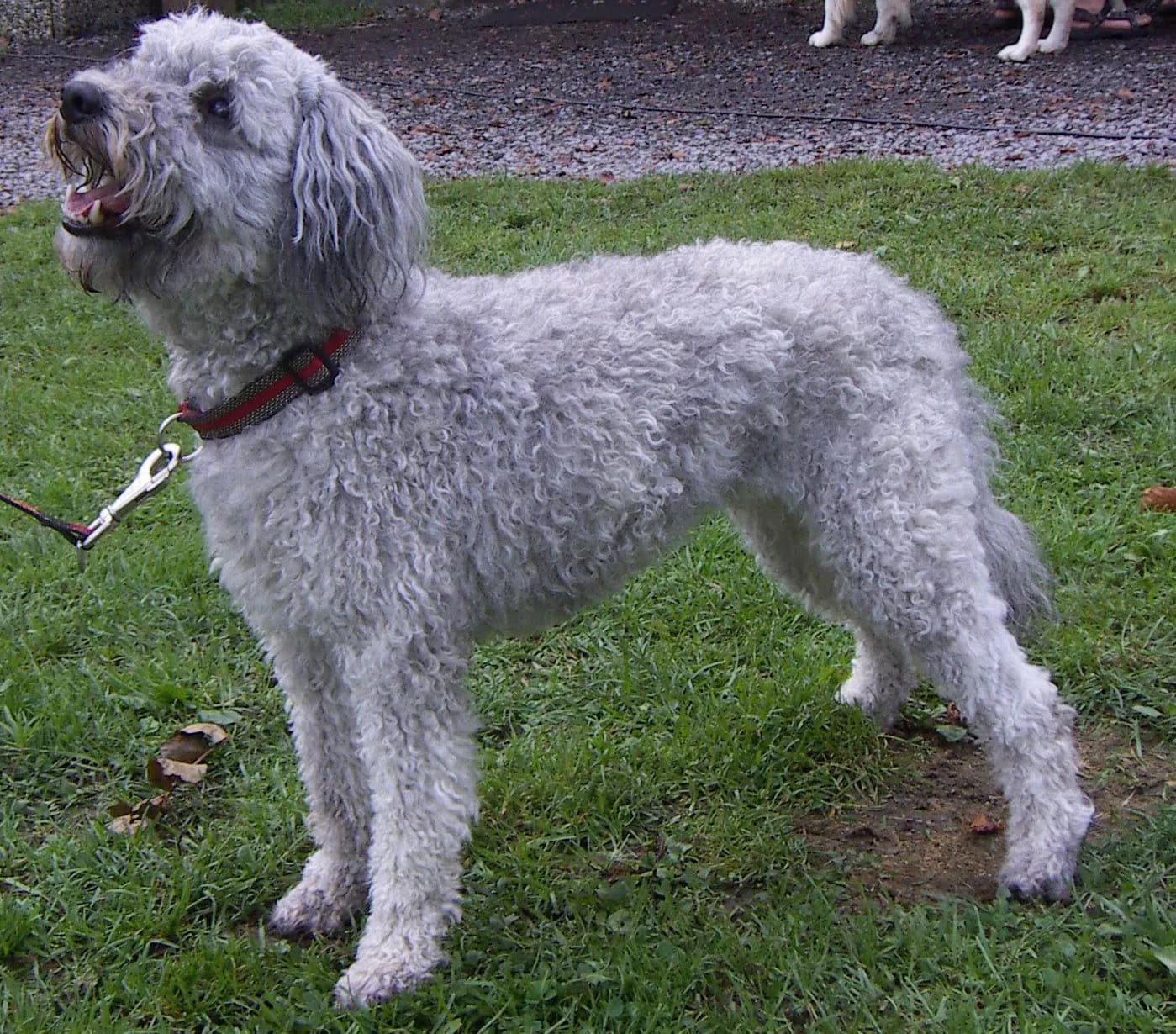 Hungarian Pumi