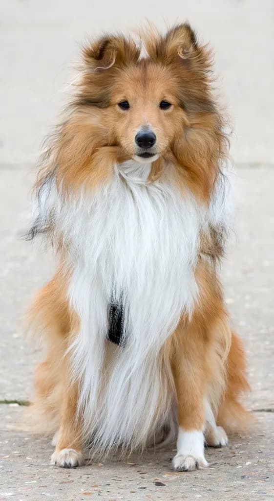 Shetland Sheepdog