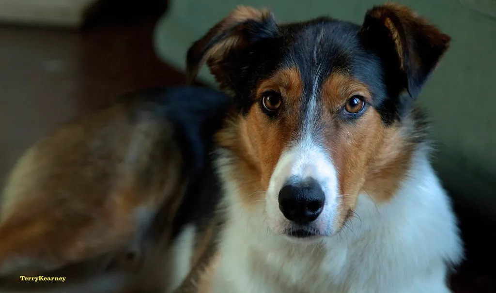 Welsh Collie