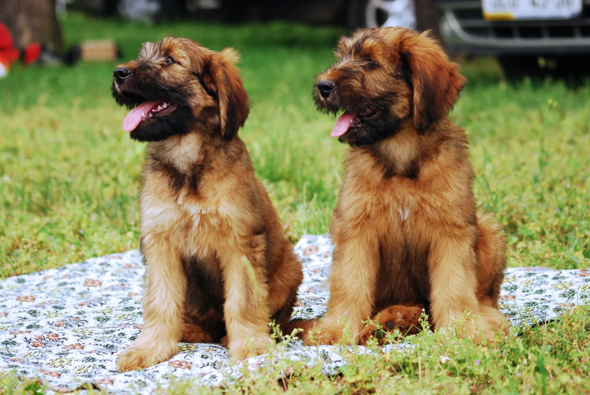 Briard