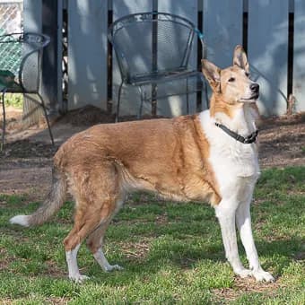 Smooth Collie
