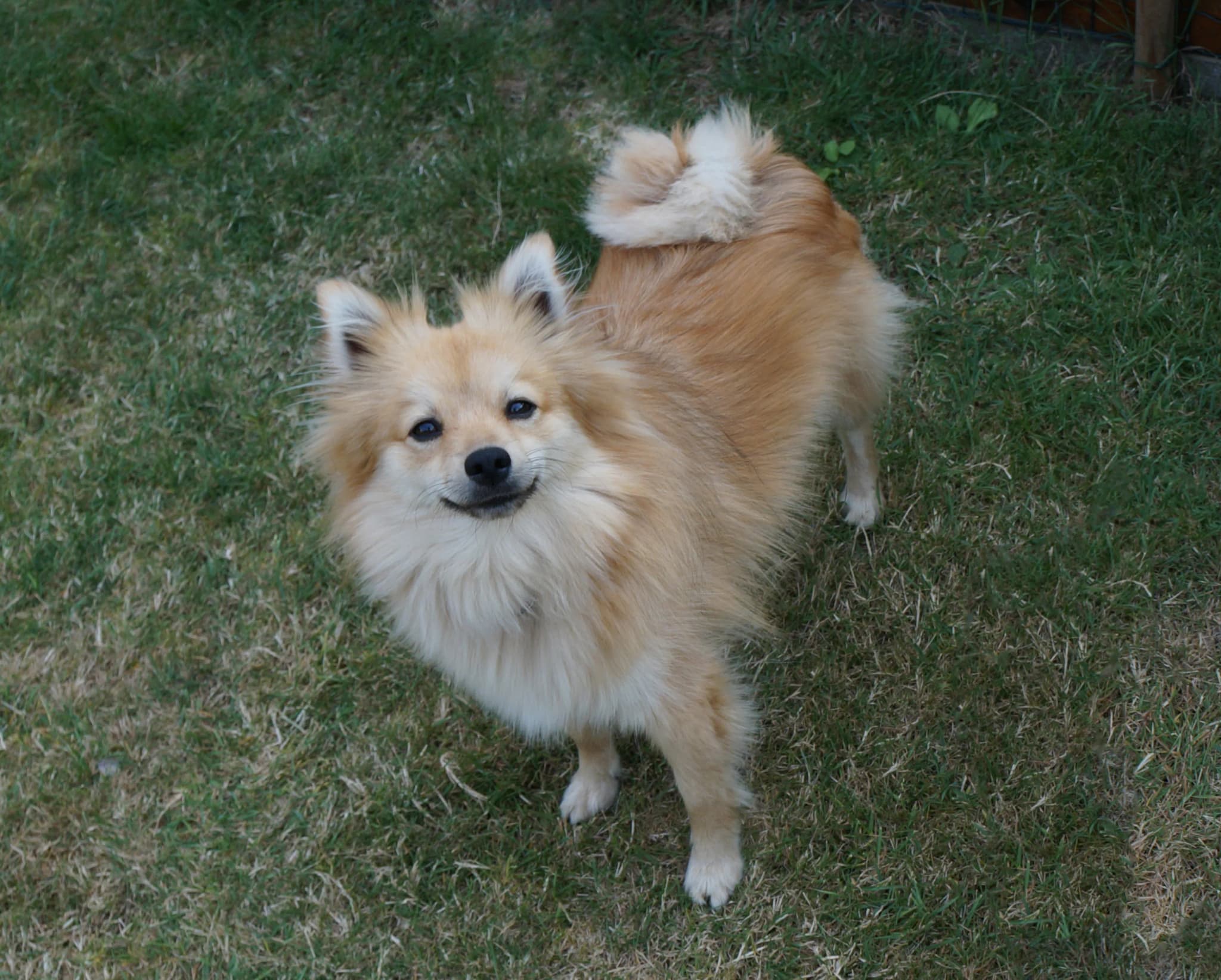 German Spitz