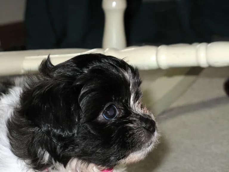 Shichon