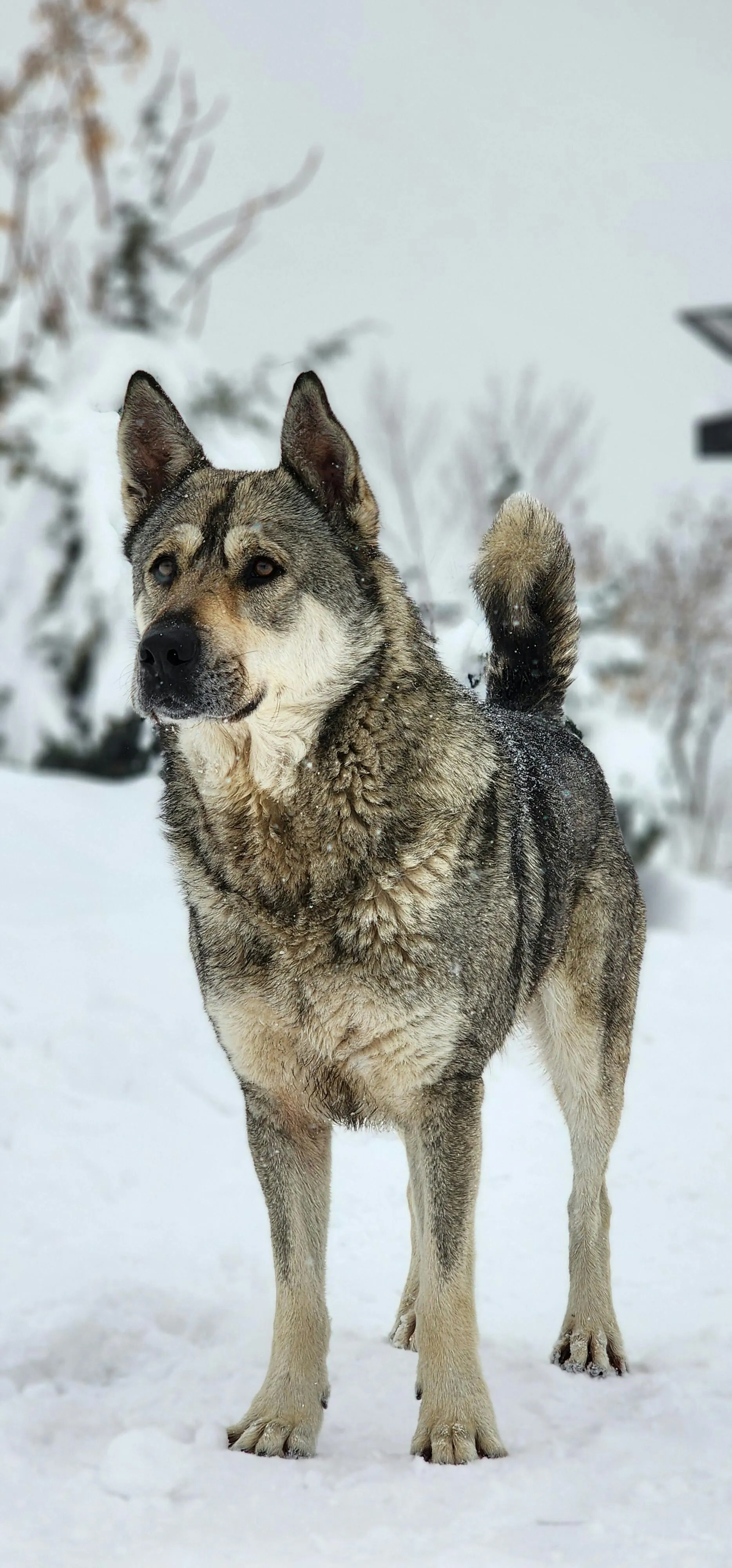 Norwegian Elkhound