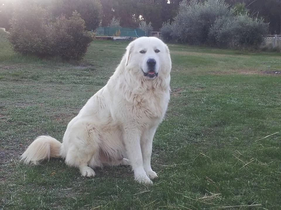 Maremma Sheepdog