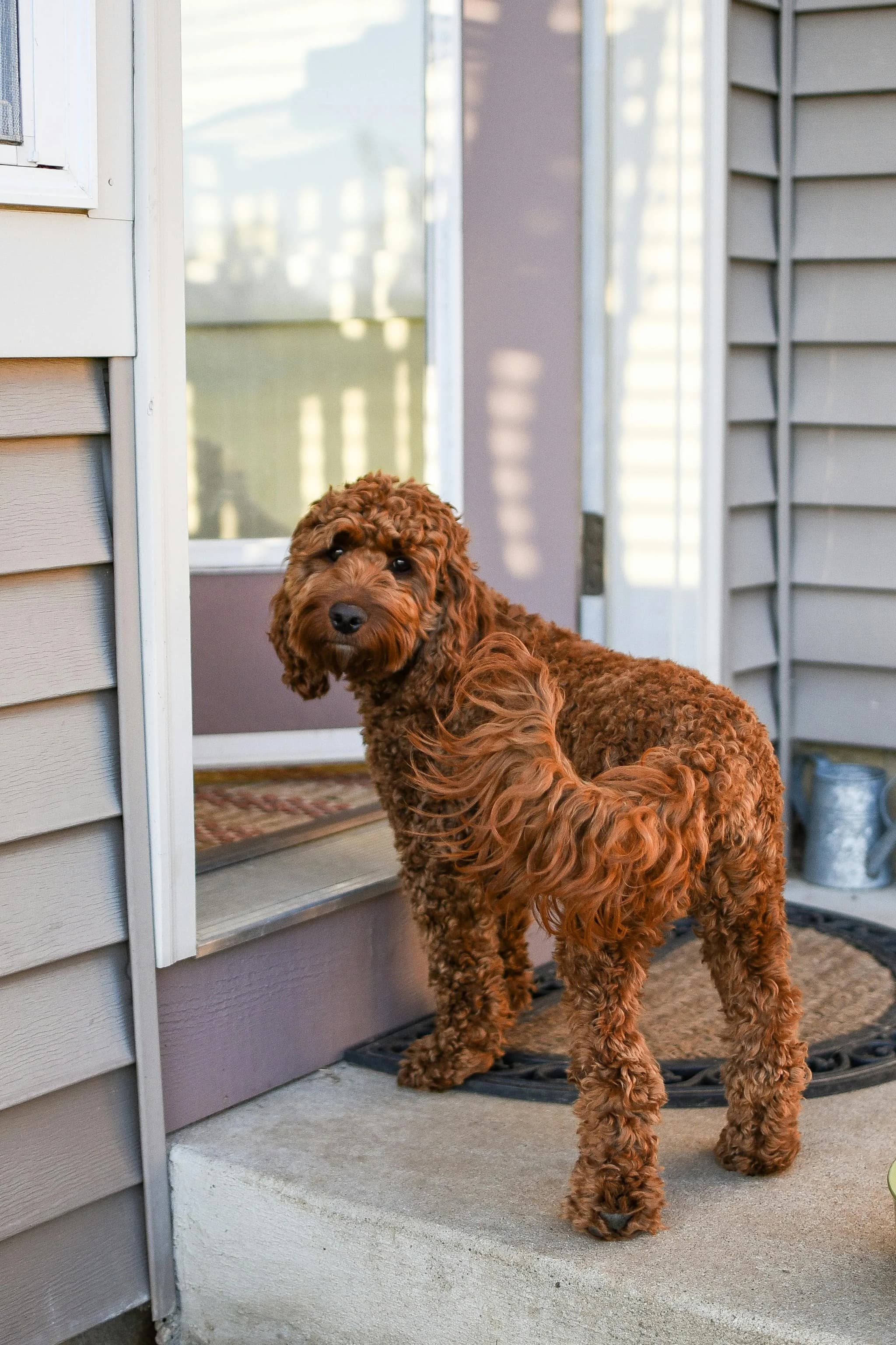 Labradoodle