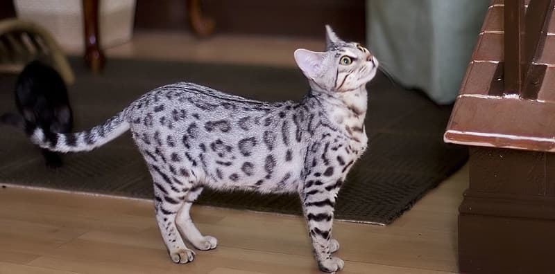 Bengal