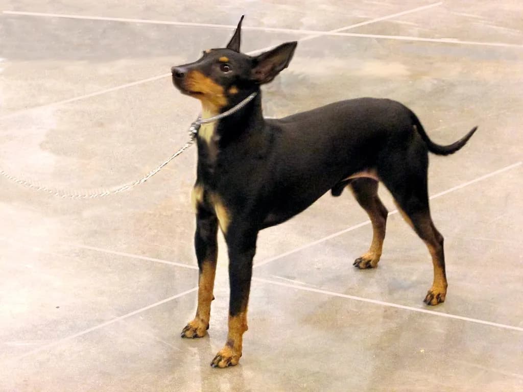 Manchester Terrier
