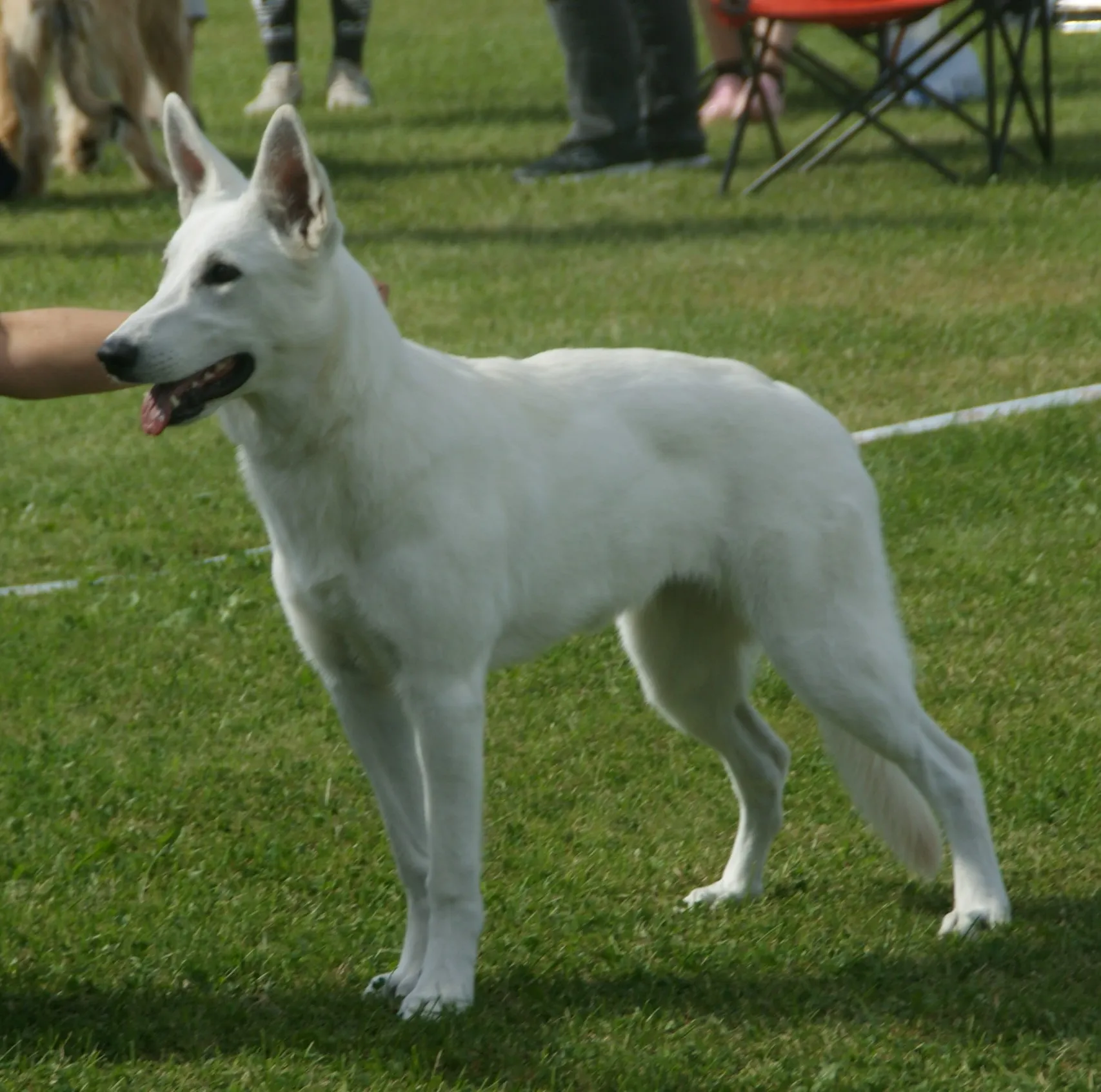 White Swiss Shepherd