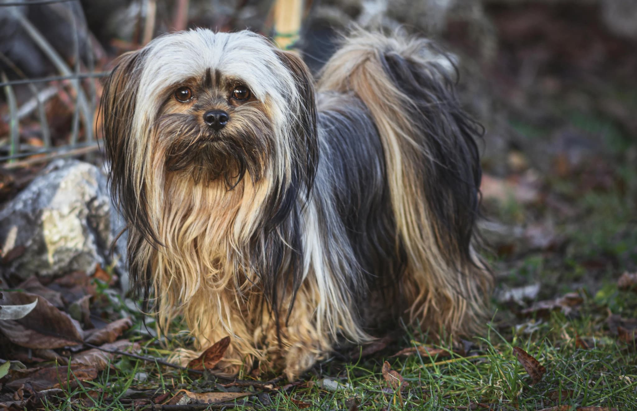 Lhasapoo