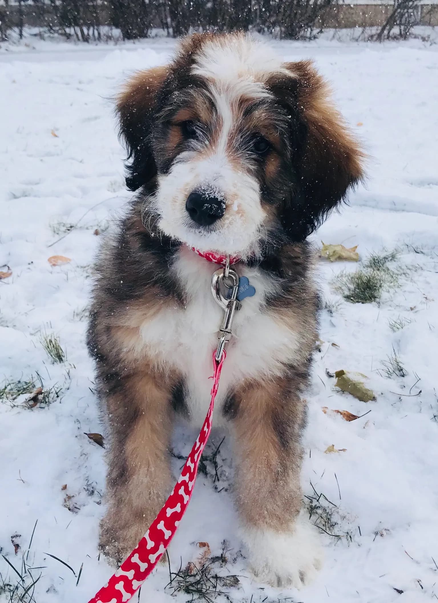 Bernedoodle