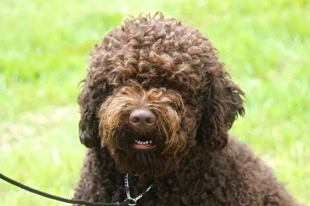 Barbet