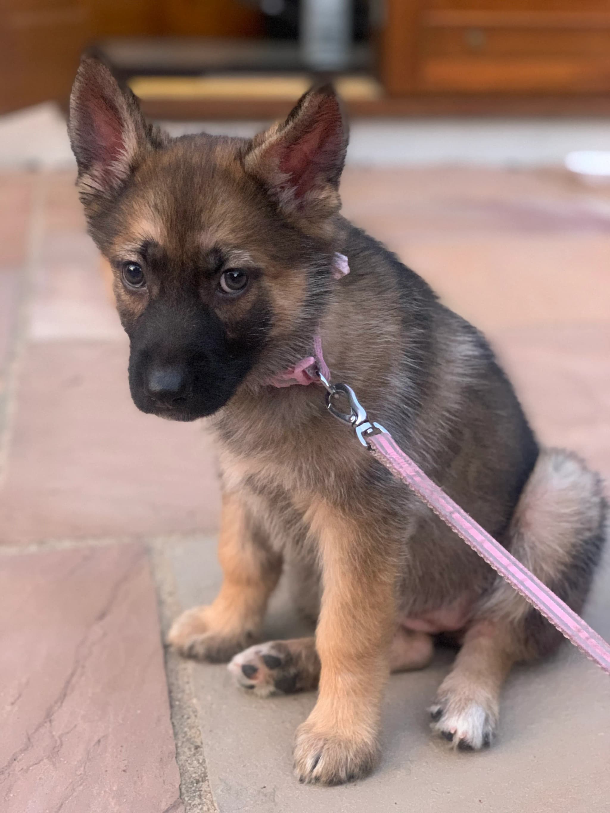 Shepsky