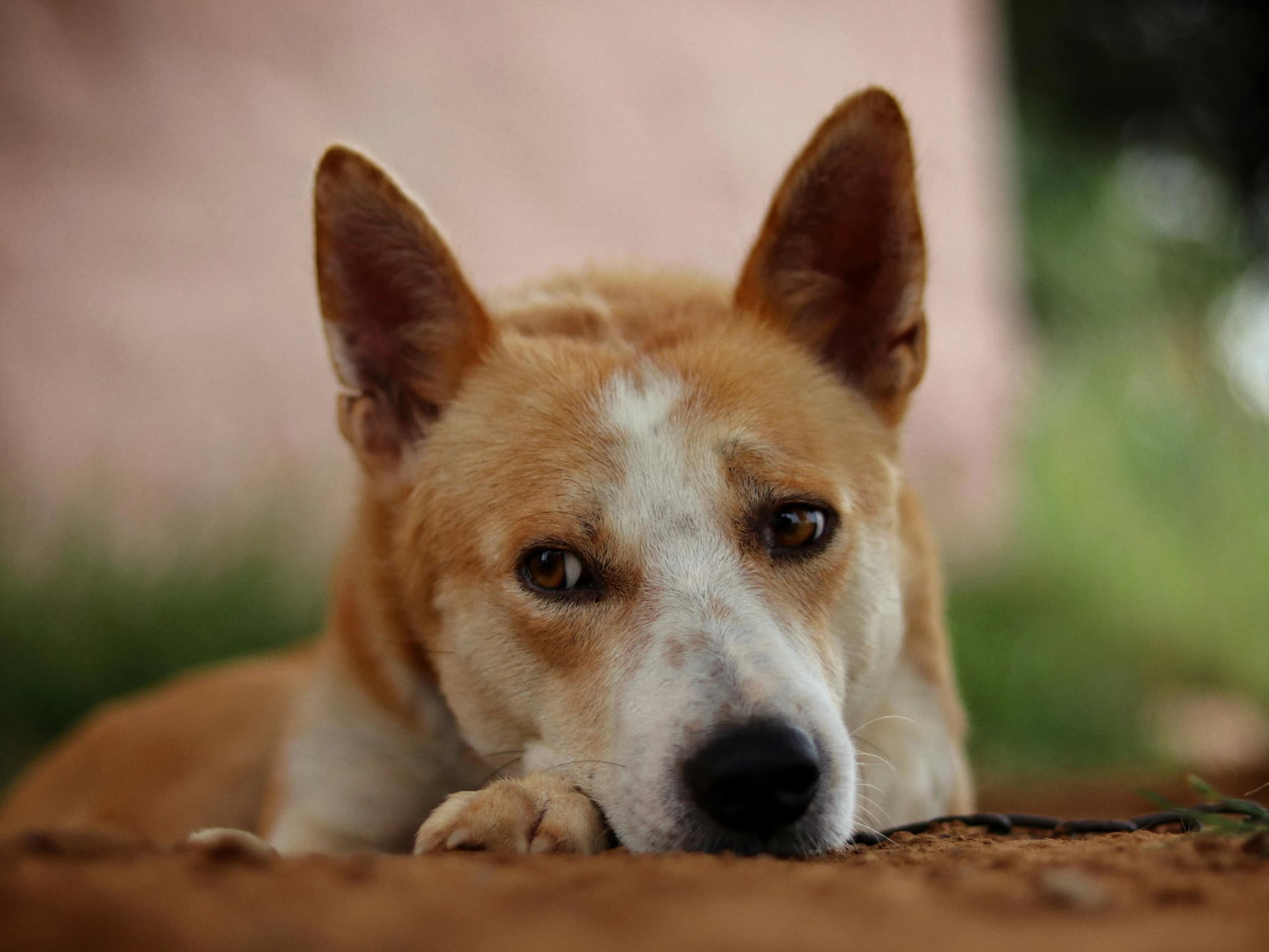 Canaan Dog