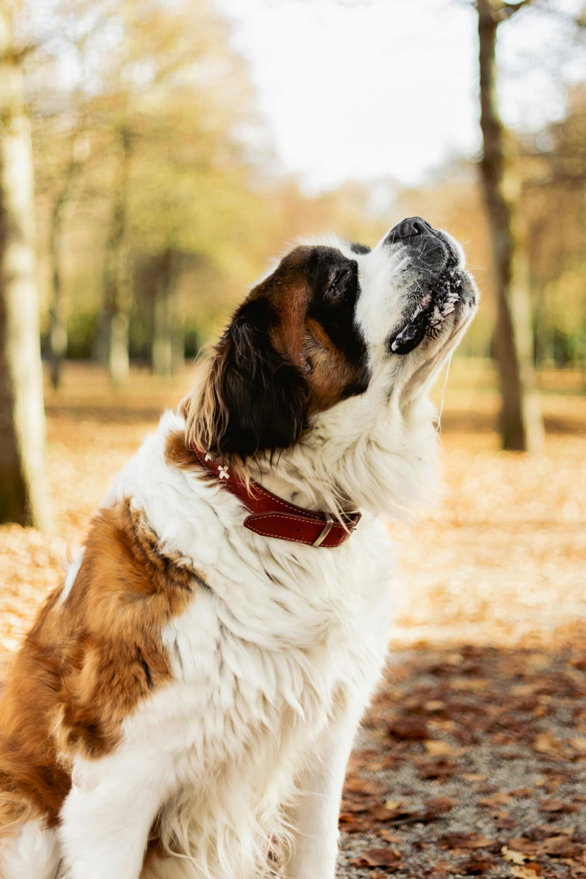 Saint Bernard