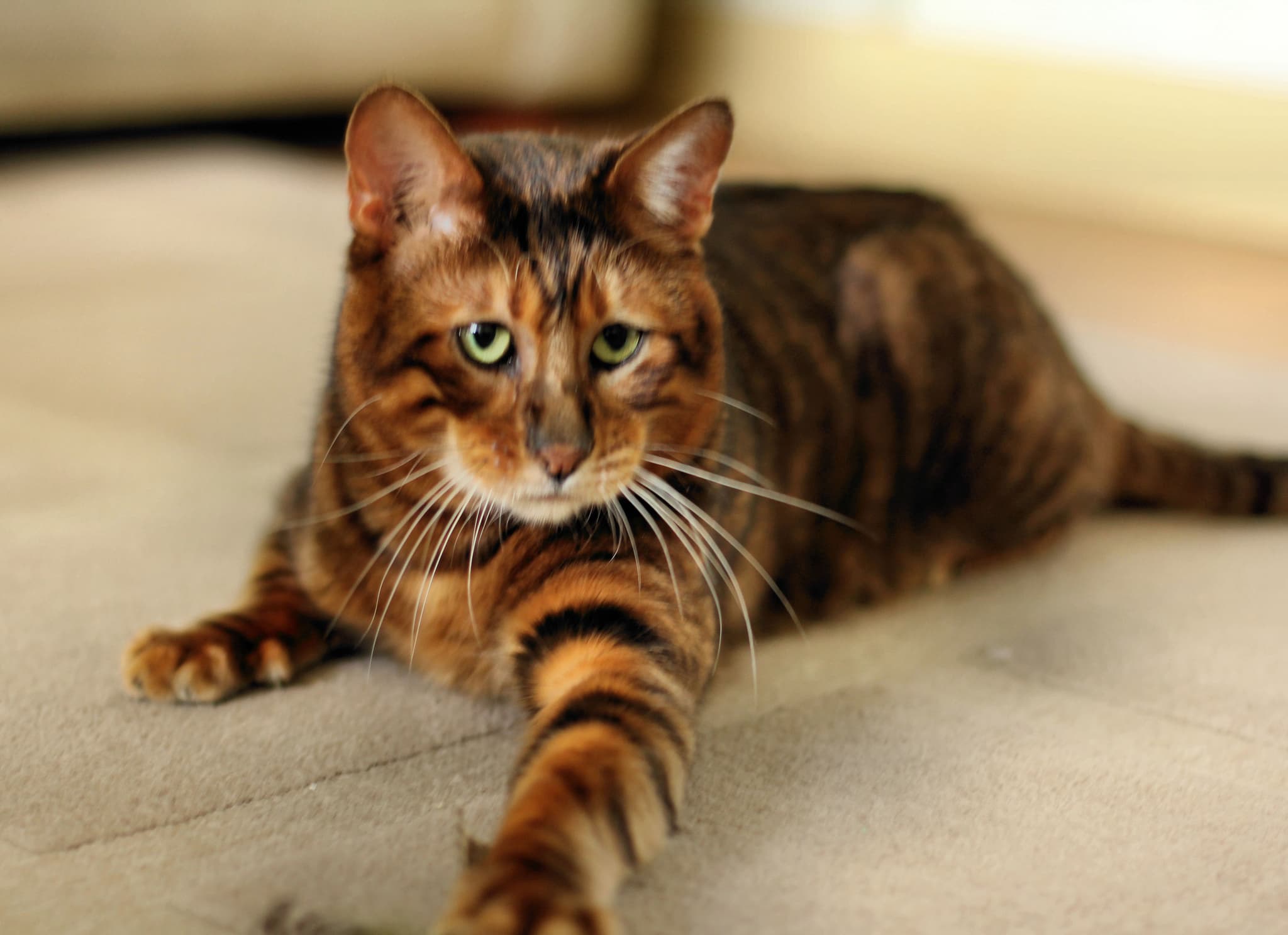 Toyger