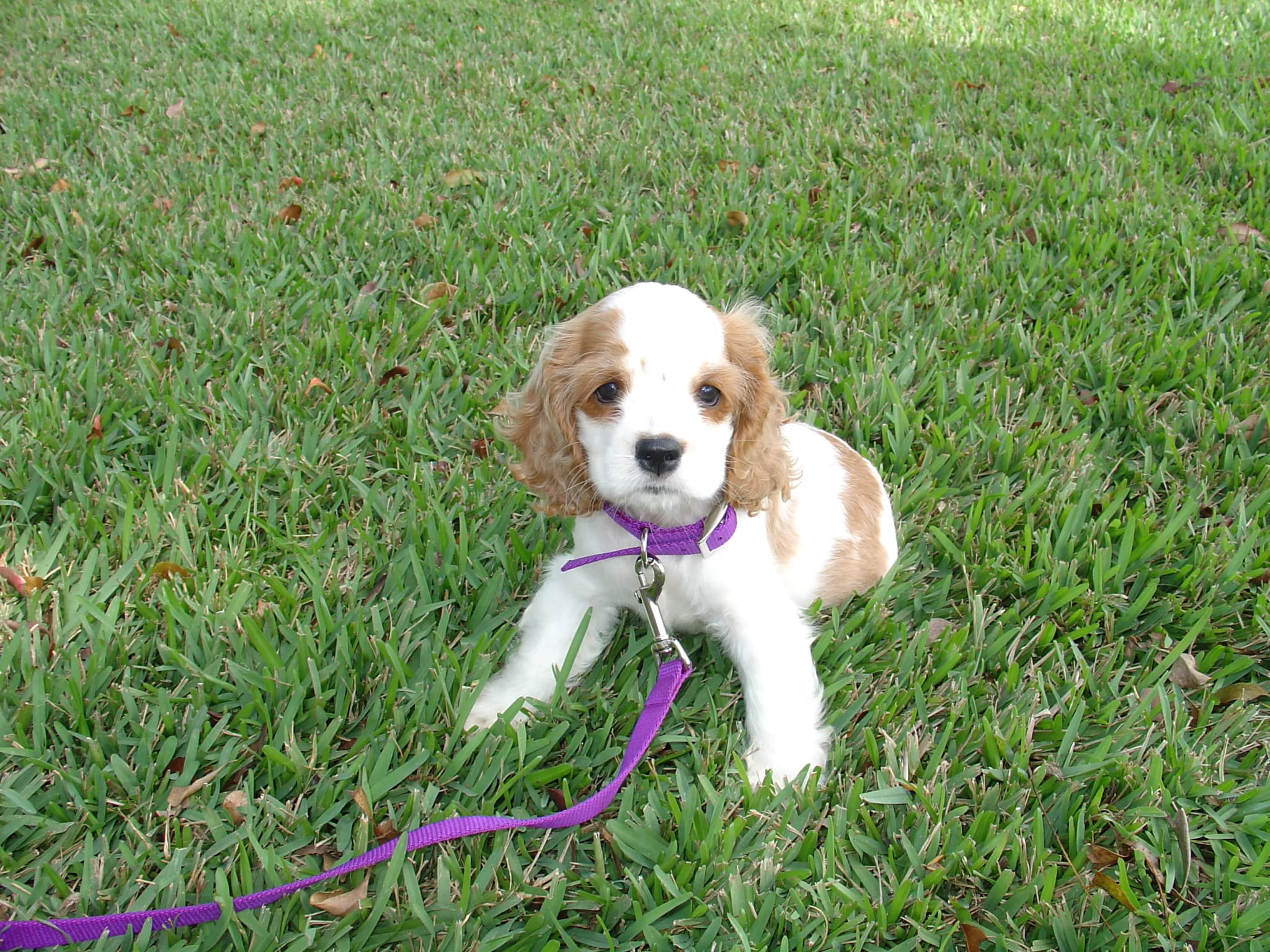 American Cocker Spaniel