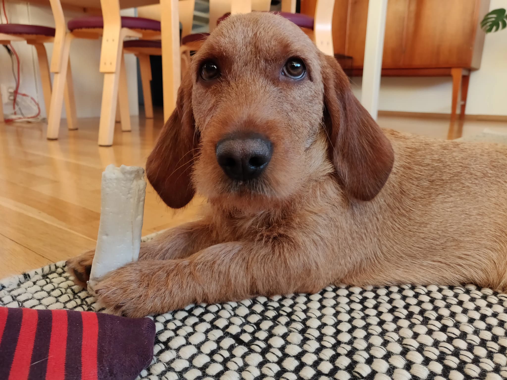 Basset Fauve De Bretagne