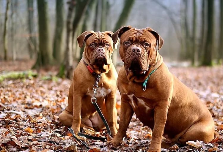 Dogue De Bordeaux