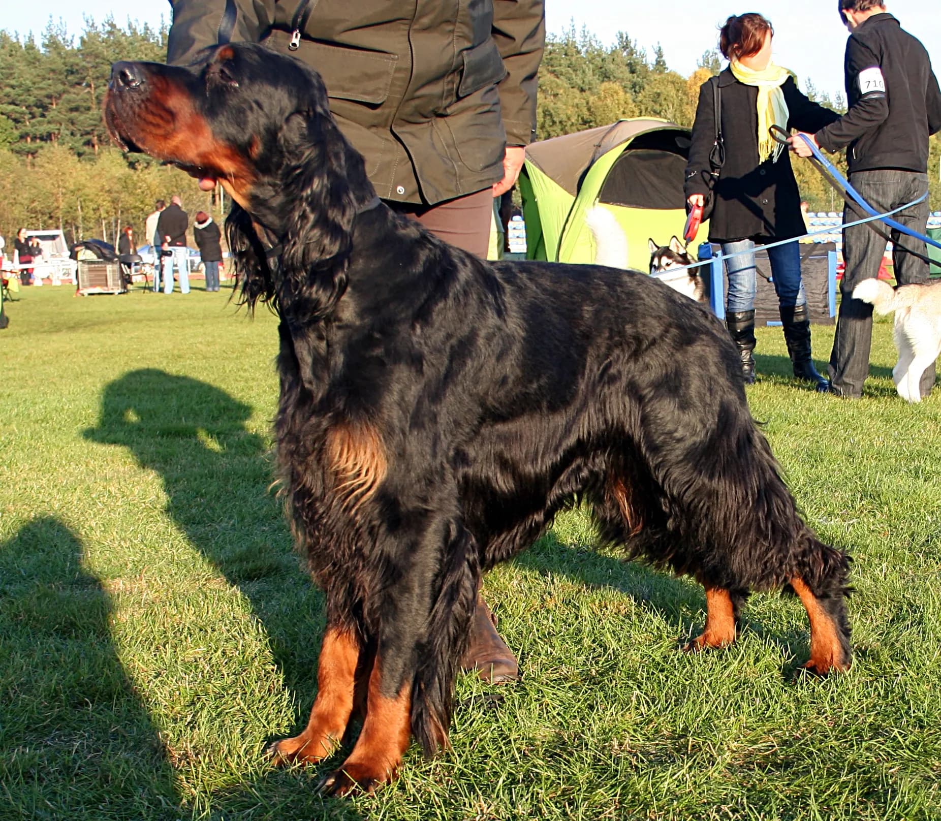 Gordon Setter