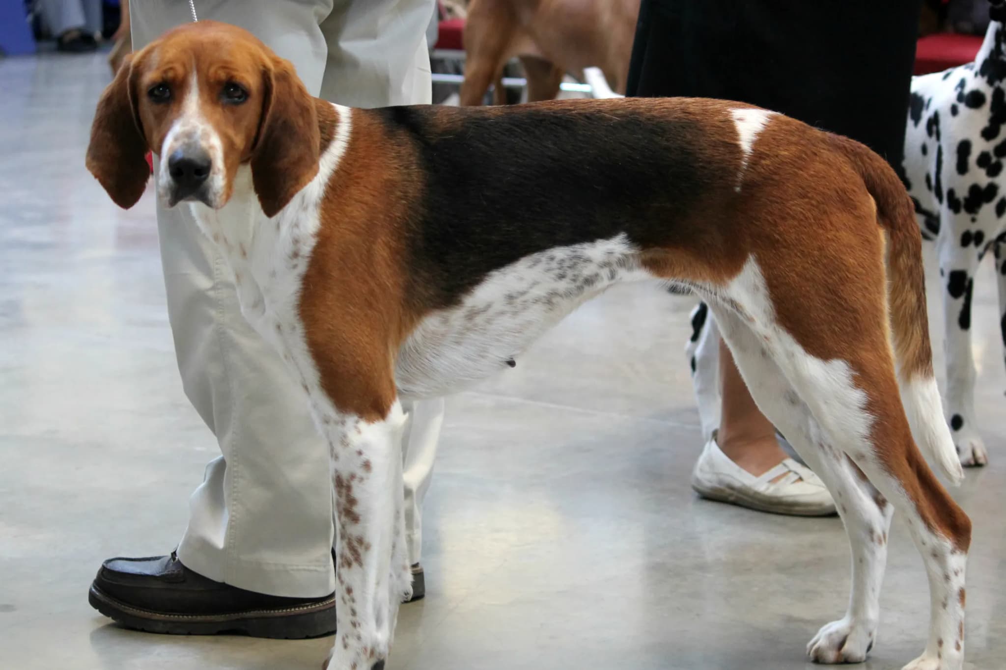 Foxhound
