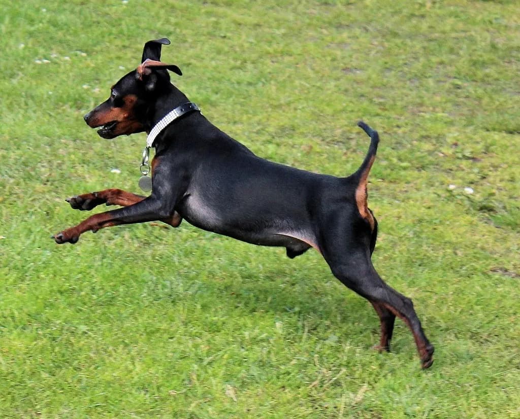 Miniature Pinscher