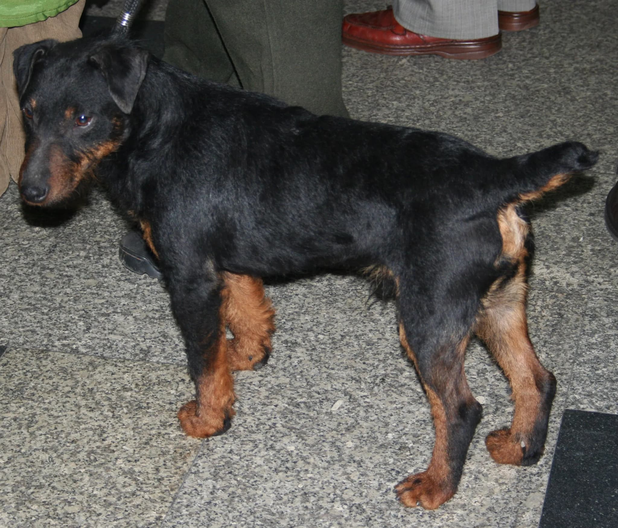 Jagdterrier