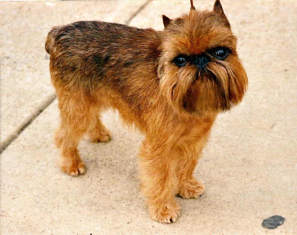 Griffon Bruxellois