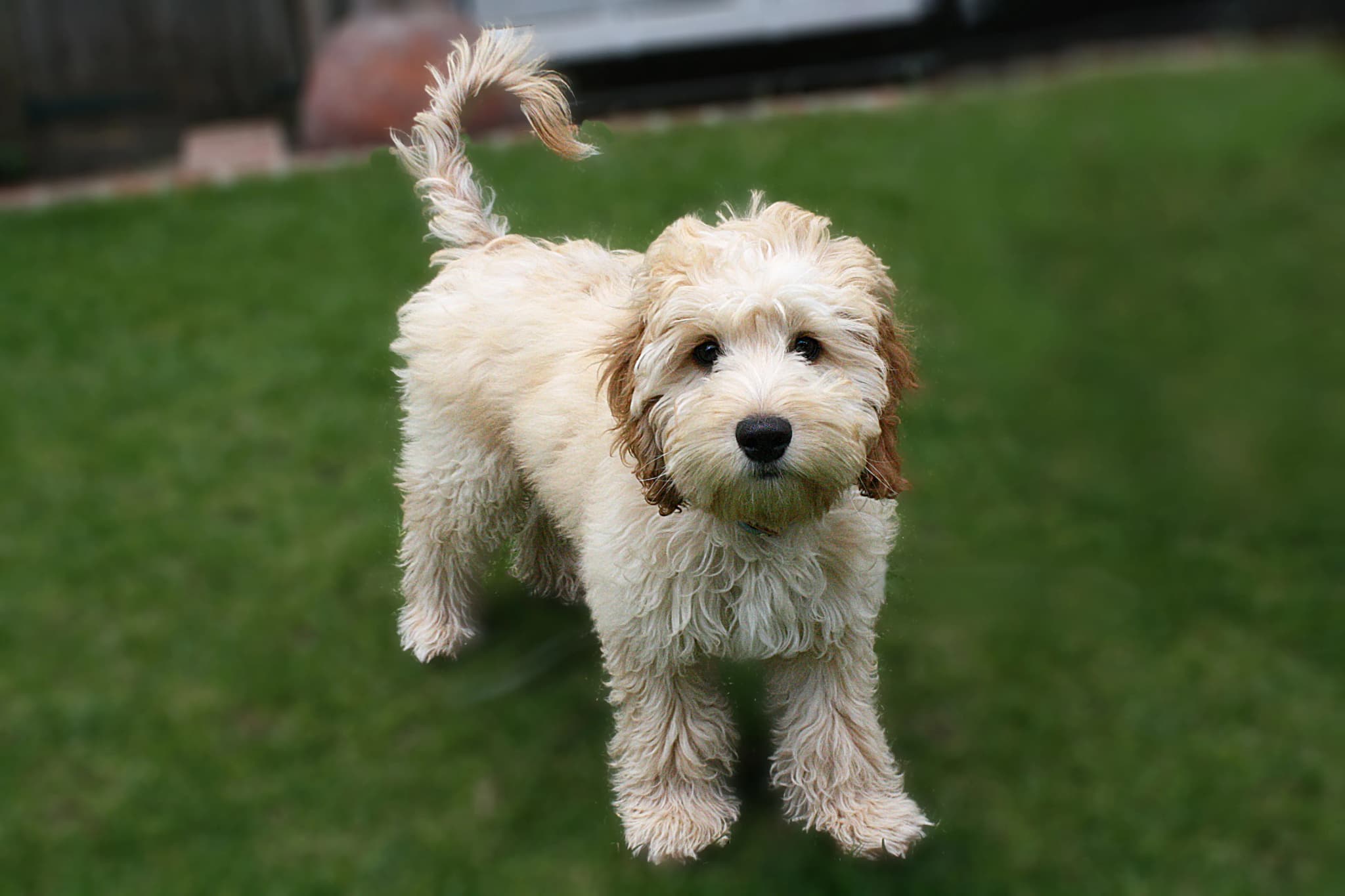 Cockapoo