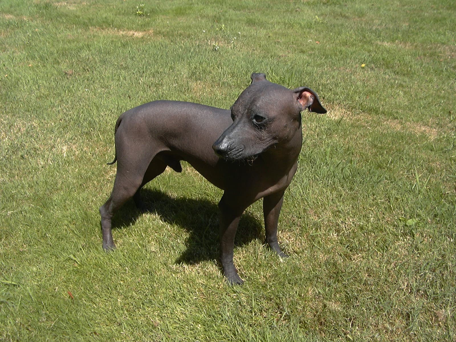 Peruvian Hairless