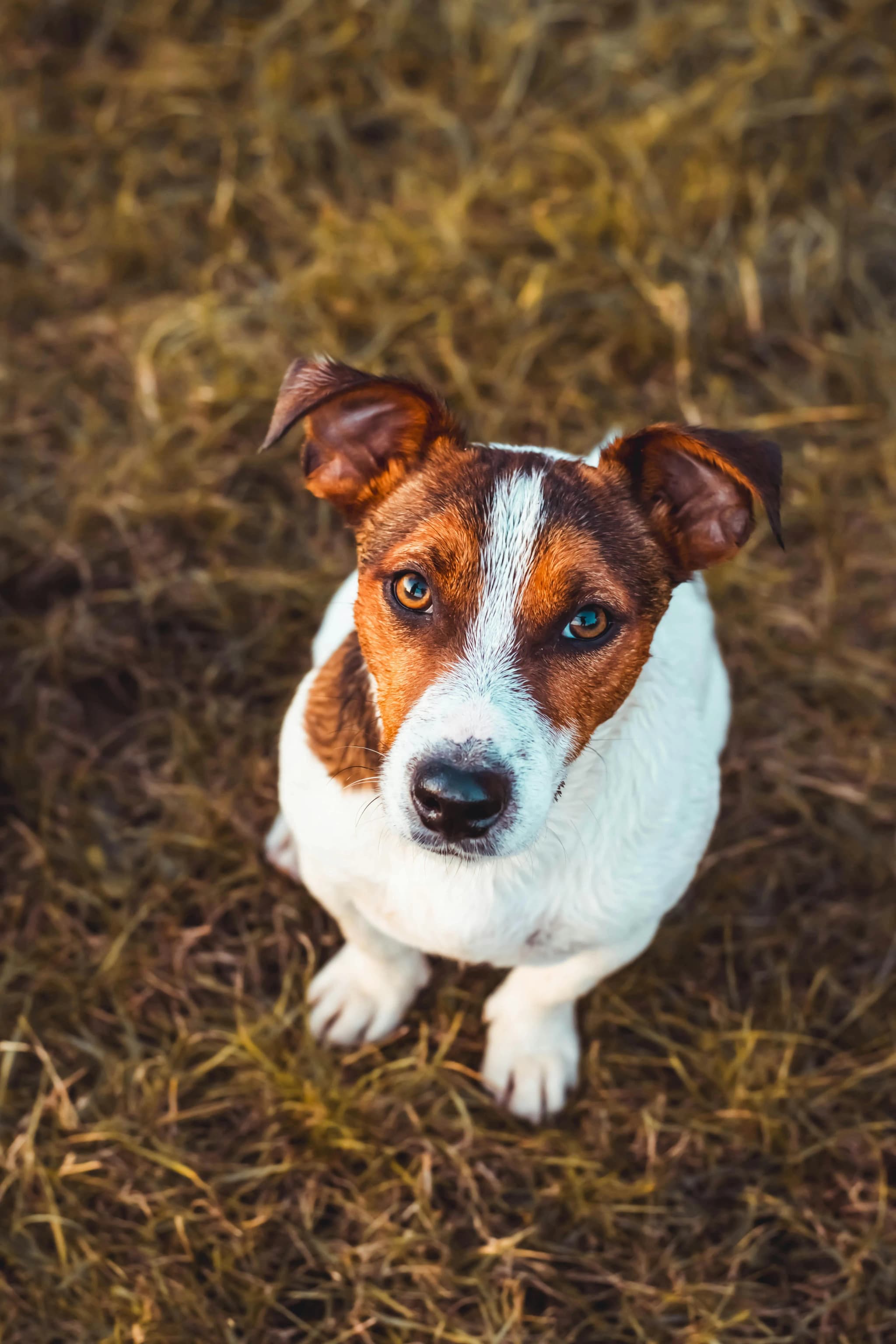 Jack Russell