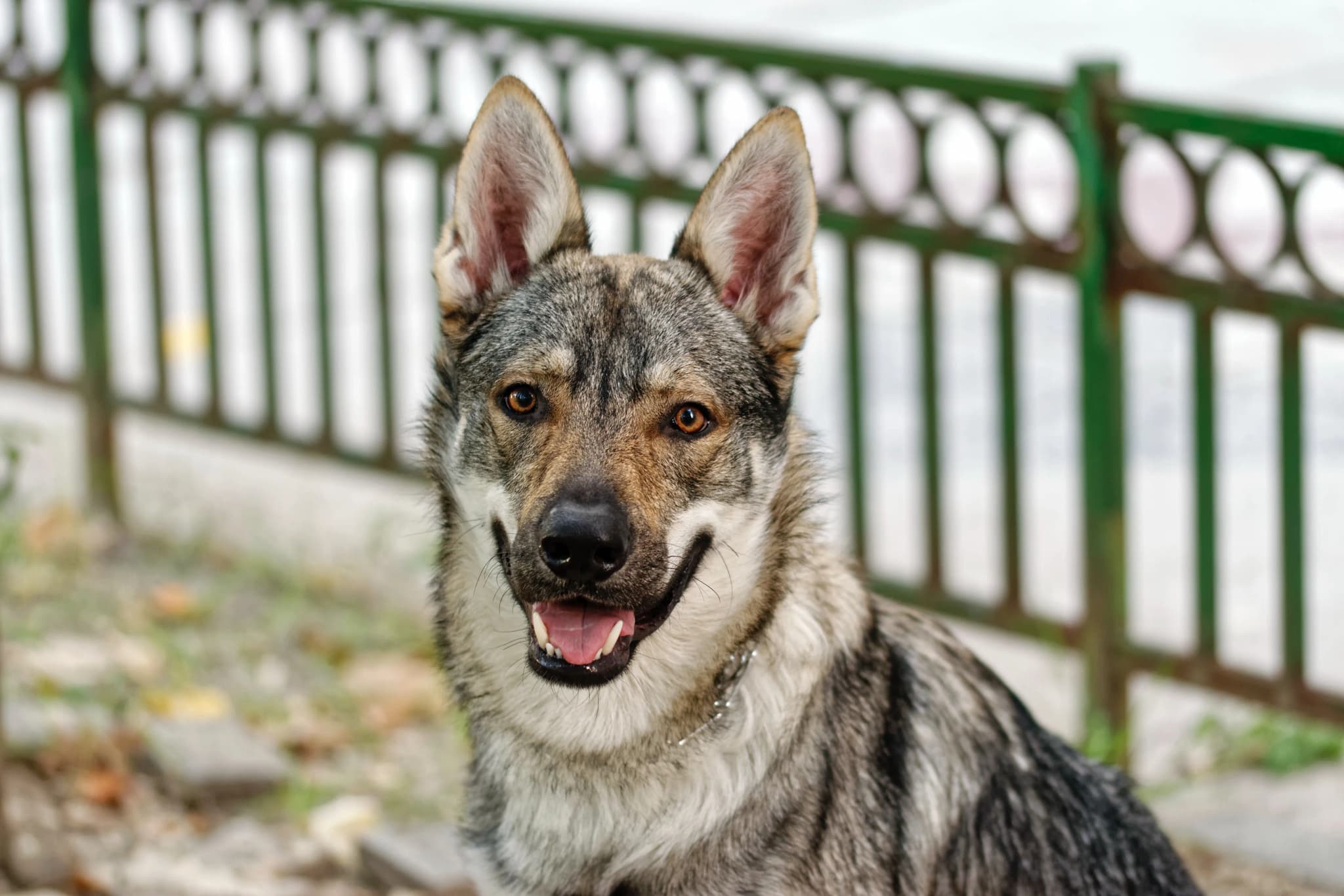 Saarloos Wolfdog