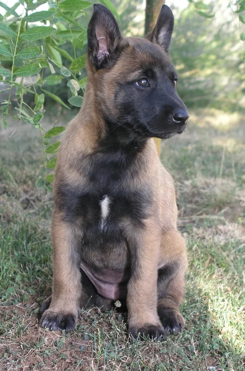 Belgian Shepherd