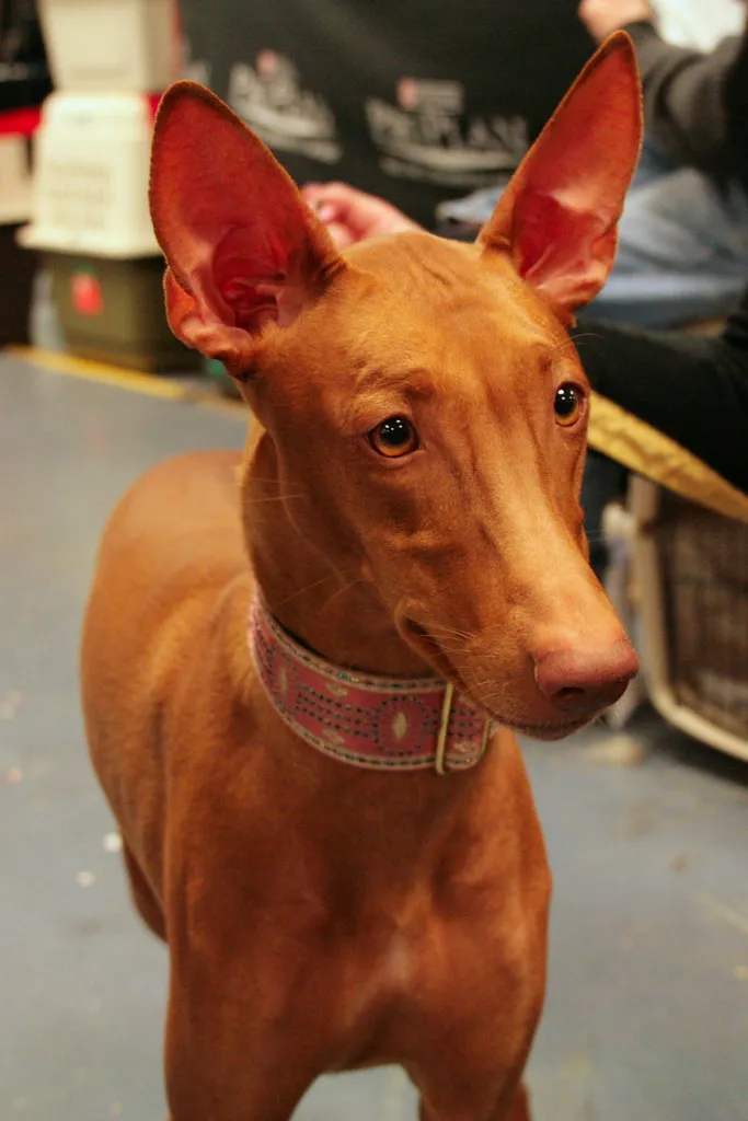 Pharaoh Hound