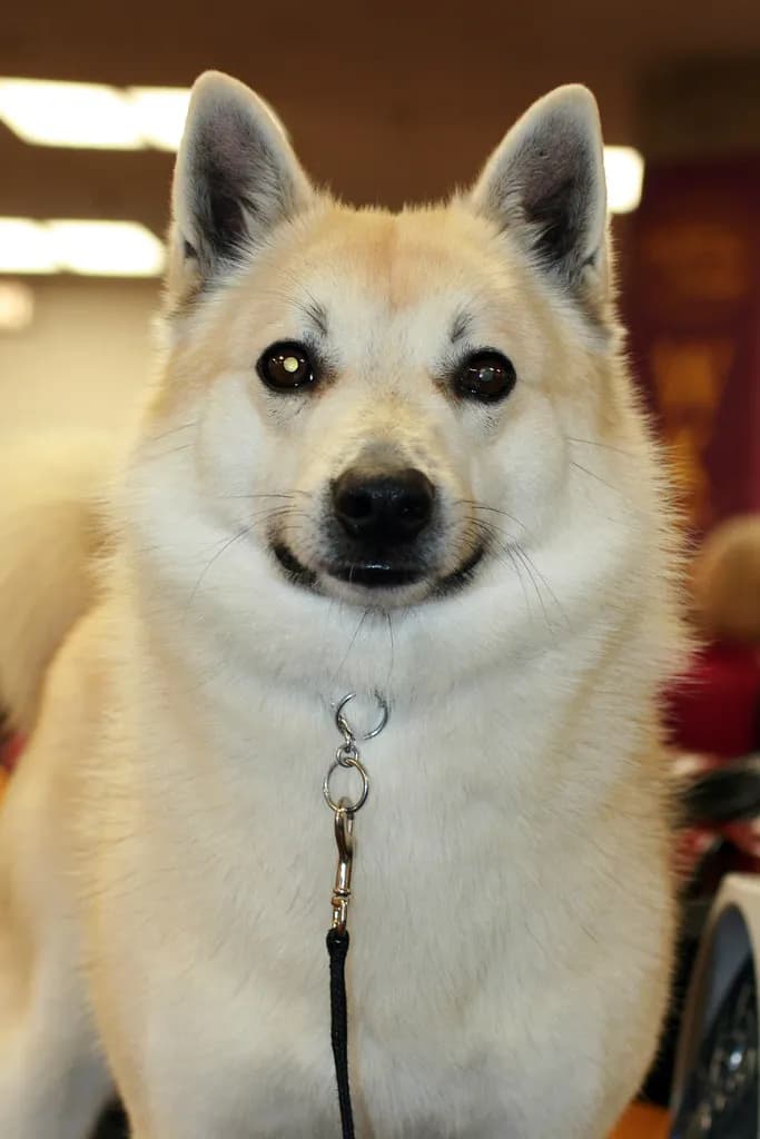 Norwegian Buhund