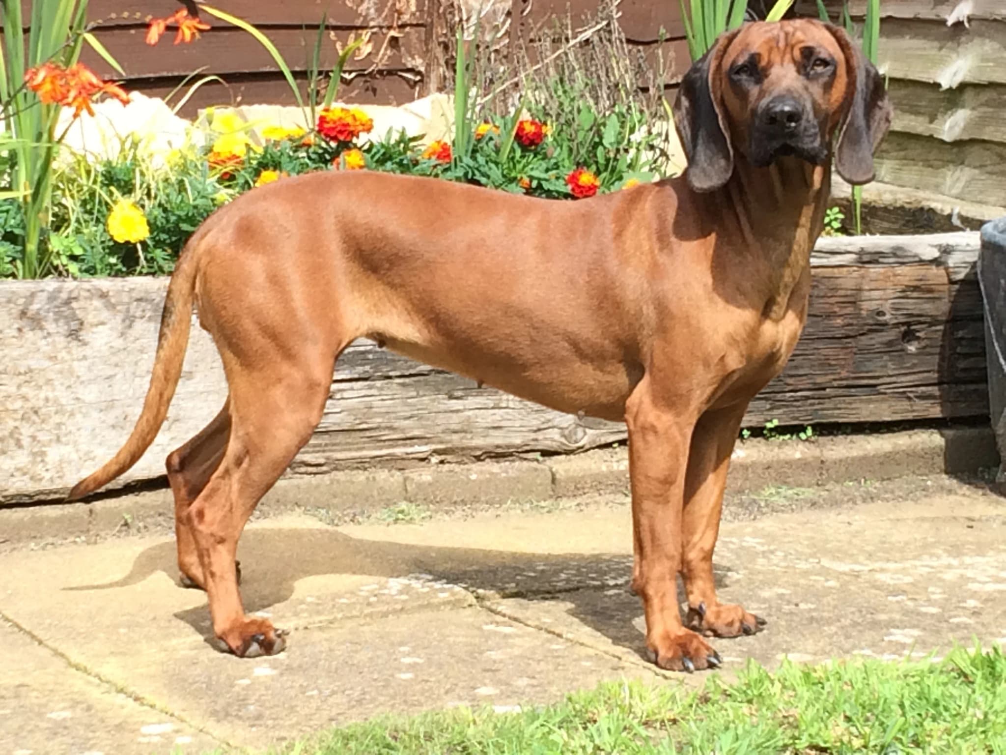 Bavarian Mountain Hound
