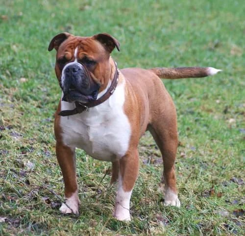 Old Tyme Bulldog
